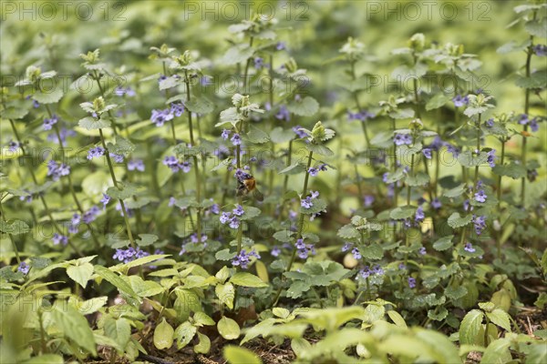 Ground ivy