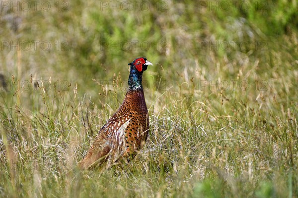 Pheasant
