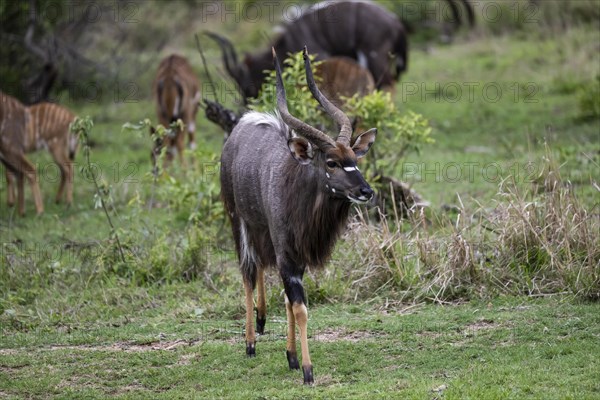 Nyala