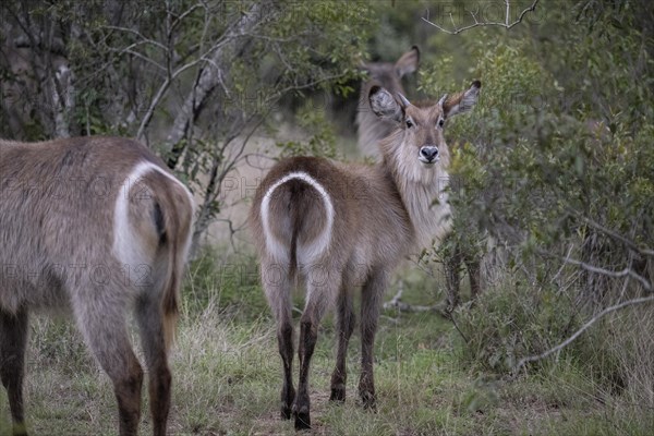 Waterbuck