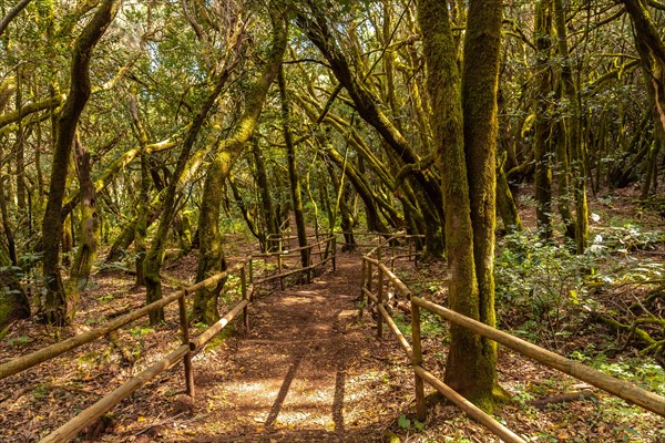 Path between the Canarian Monteverde tree in the Garajonay natural park on La Gomera