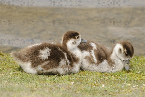 Two Egyptian Geese