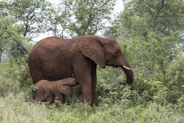 African elephant