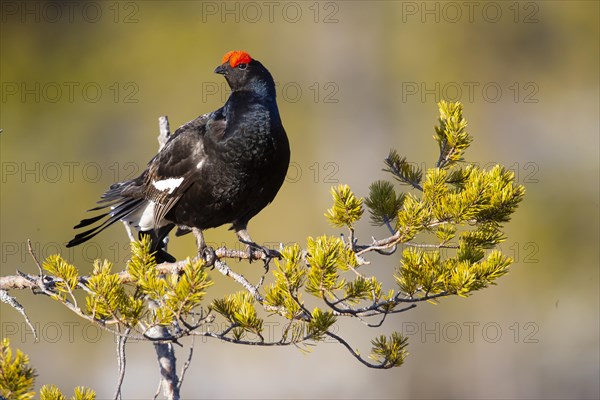 Black grouse