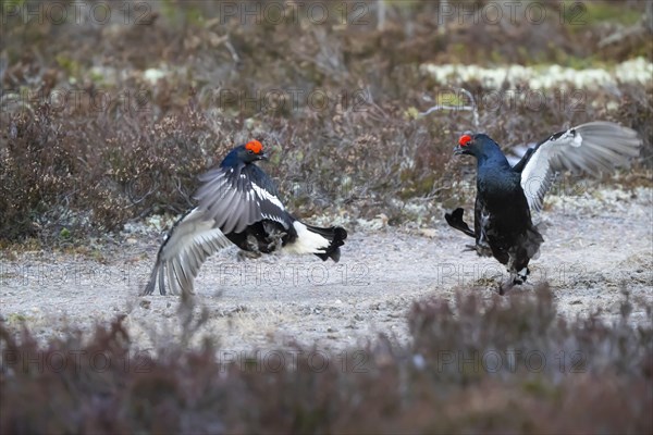 Black grouse