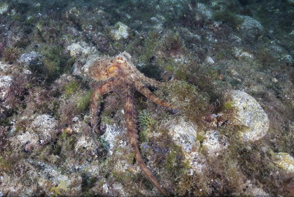 Common octopus