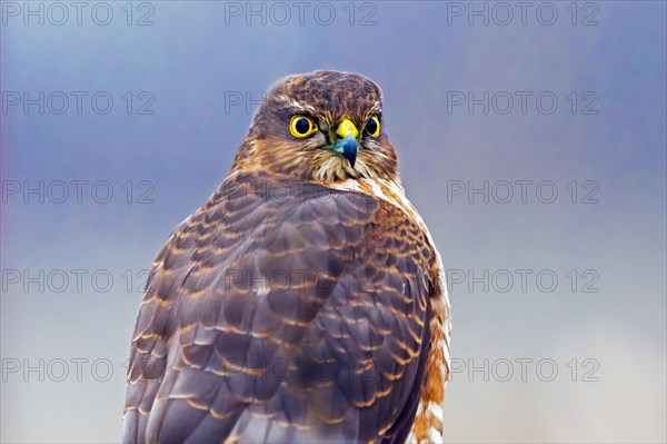 Eurasian sparrowhawk