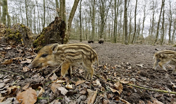 Wild boar