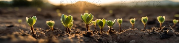 Row of budding sprouts out of moist soil