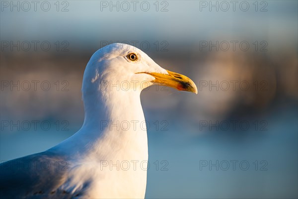 Portrait of European Herring Gull