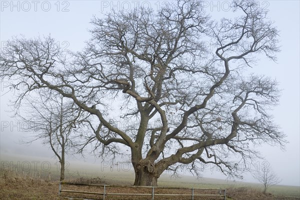 Veteran tree