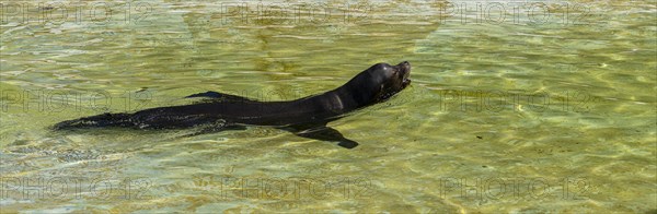 California sea lion