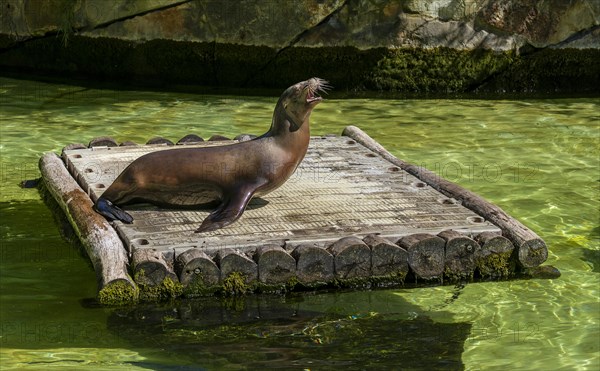 California sea lion