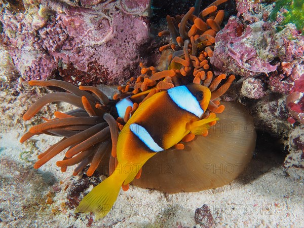 Pair of red sea clownfish