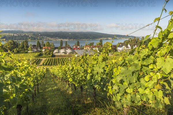 Vineyards and greenhouses on the island of Reichenau with a view of Lake Constance