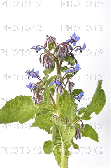 Borage on a white background