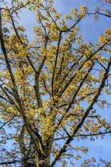 Spring flowering Norway maple