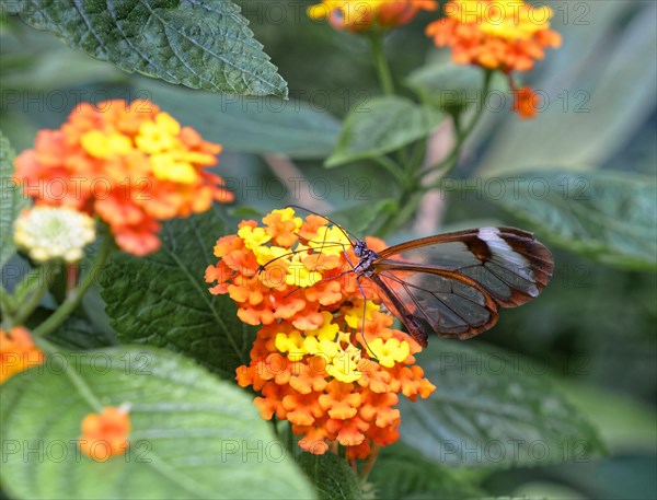 Glass-winged butterfly