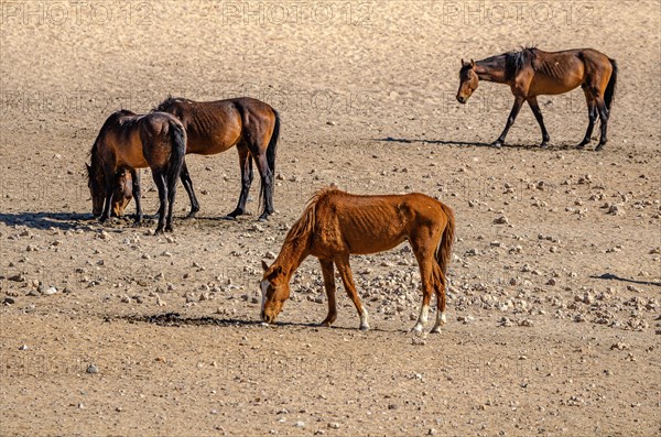 Wild Horses