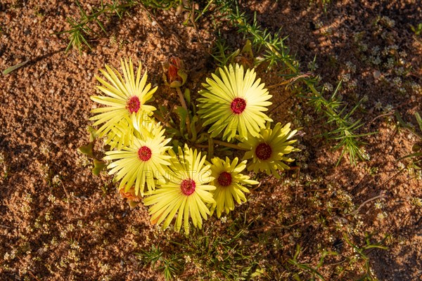 Livingstone Daisy