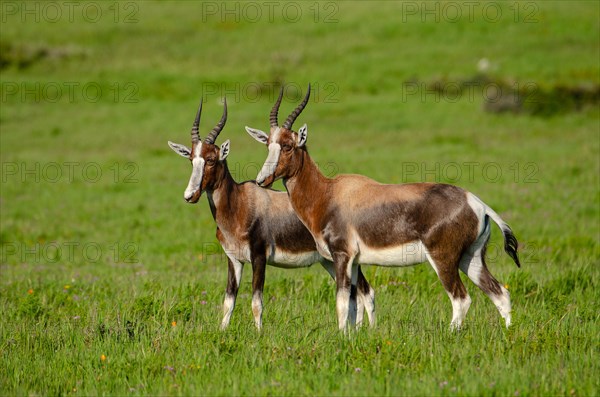 Bonteboks