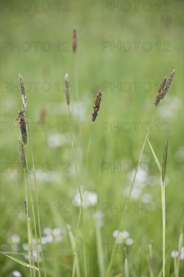 Meadow foxtail