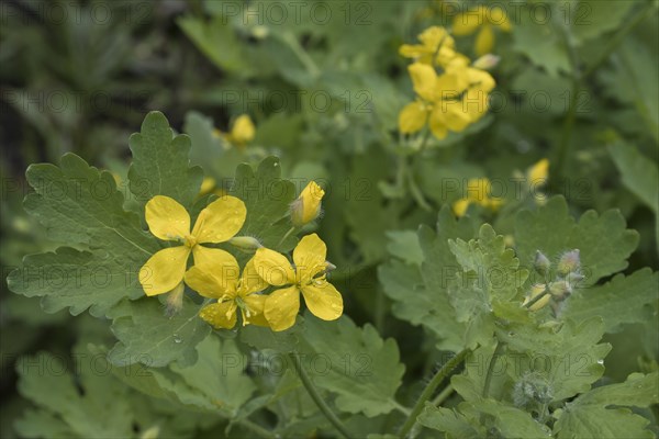 Greater celandine