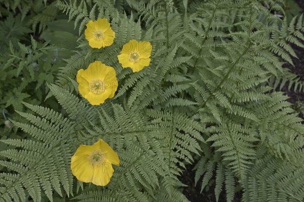 Welsh poppy