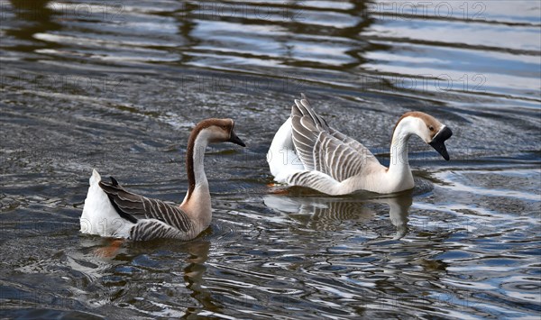 Mute geese