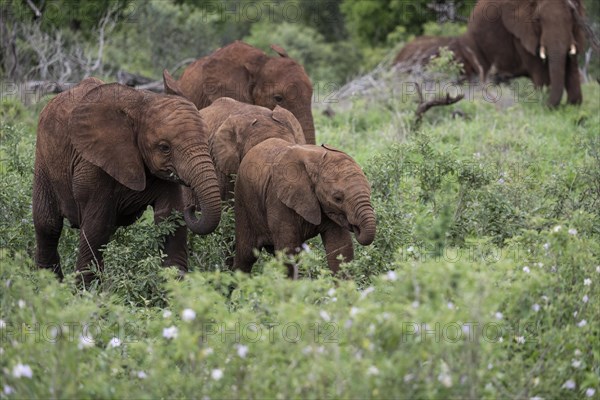 African elephant