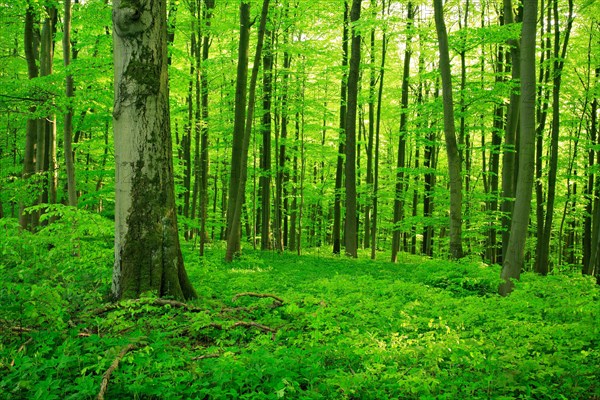 Natural beech forest in spring