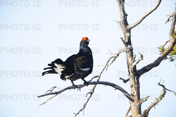 Black grouse