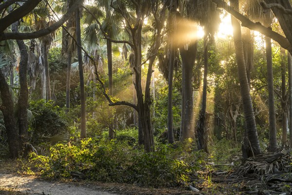 Sunbeams in the jungle