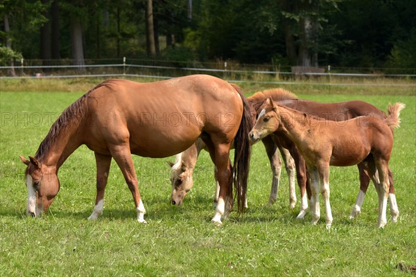 Broodmare and foal of the Western breed American Quarter Horse on pasture