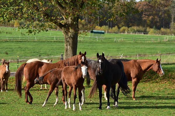 Broodmares and foals of the Western breed American Quarter Horse on pasture