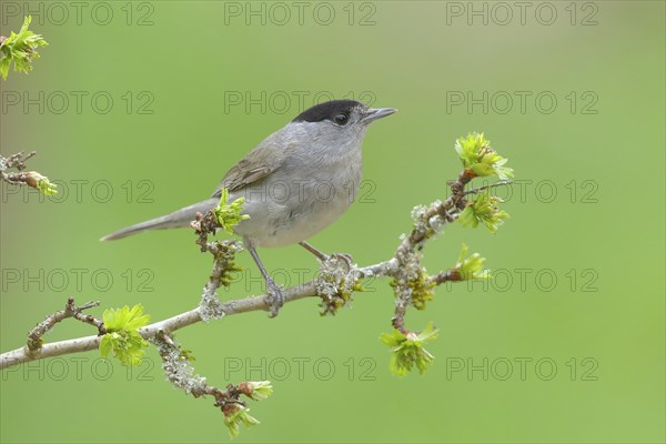 Blackcap