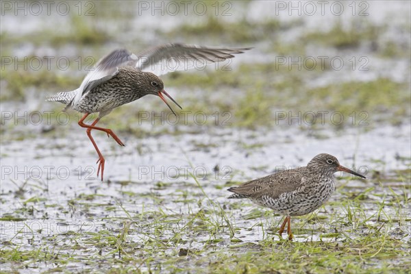 Common redshank