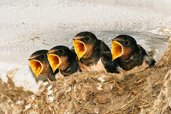 Barn swallow