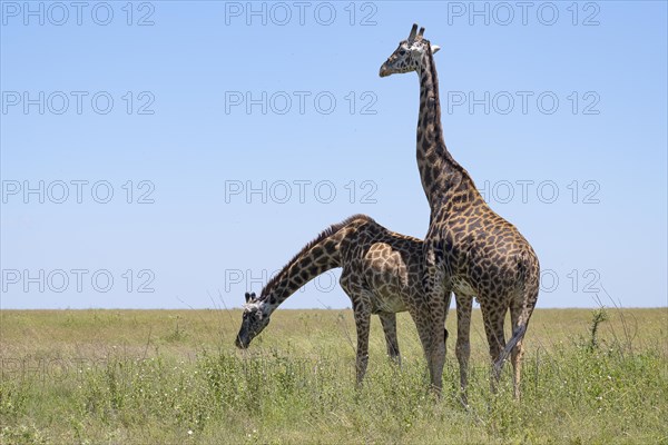 Masai giraffe