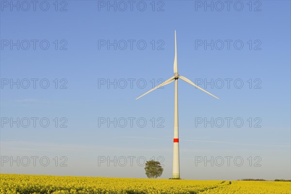Wind turbine at a flowering rape