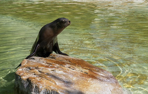 California sea lion