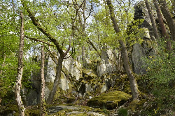 Boulders of Altlayer Schweiz on the hiking trail in Hunsrueck in spring
