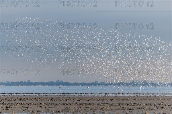 Shorebirds