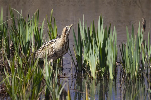 Great bittern