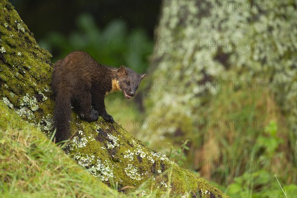 Pine marten