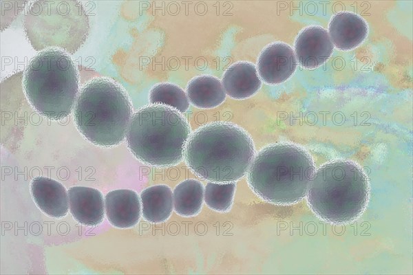 Illustration of streptococci are spherical bacteria that typically arrange themselves in chains or pairs
