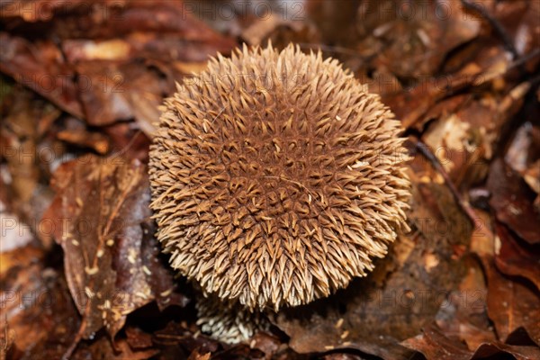 Spiny Puffball