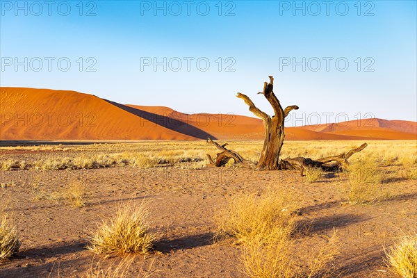 Red sand dunes