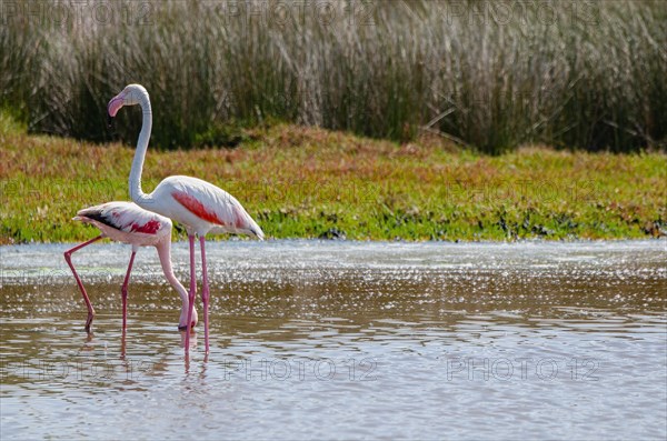 Lesser Flamingos