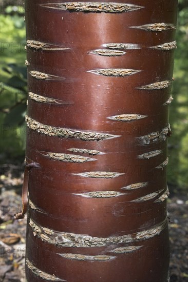 Mahogany cherry